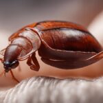 Robaki w łóżku: Jak zwalczać pluskwy i inne gryzące robaki w domu?