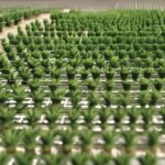 Szeflera rozmnażanie: porady dotyczące przycinania, odkładów powietrznych i uprawy