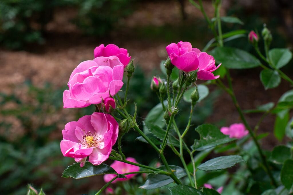 Czy warto planować ogród już na etapie budowy domu?