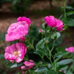 Czy warto planować ogród już na etapie budowy domu?