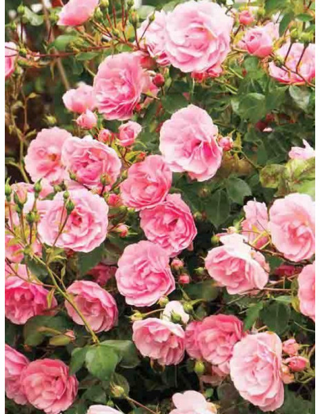 Czy warto planować ogród już na etapie budowy domu?