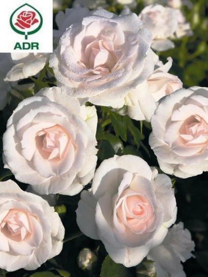 Czy warto planować ogród już na etapie budowy domu?